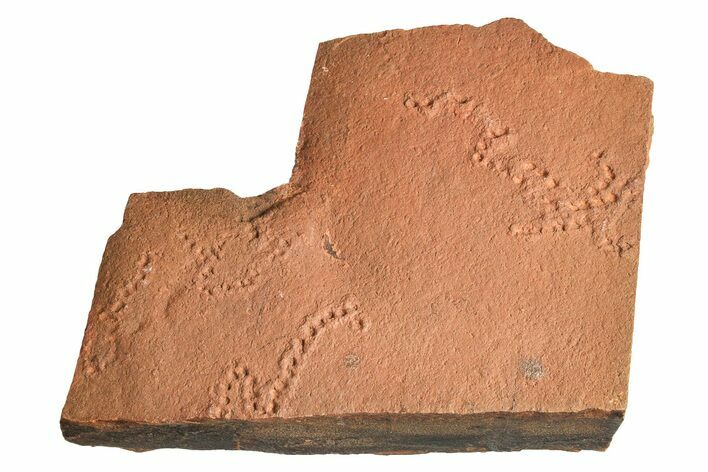 Horodyskia Fossil Slab - Oldest Known Multicellular Life #298606